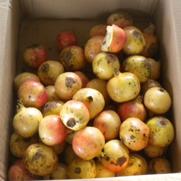 Pomegranate Peeling Machine